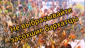 Бархатцы и их вторая жизнь/Повышаем плодородие земли/Везде с Цвергом