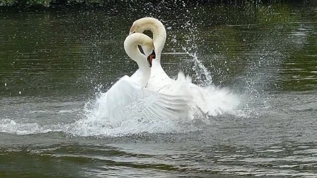 Лебединая верность - Евгений Мартынов смотреть онлайн