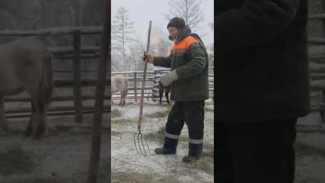 о якутской породе лошади