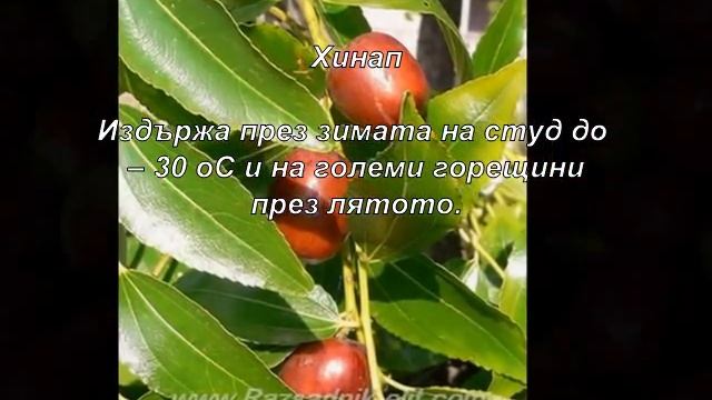 Хинап Разсад Фиданки Дръвчета Овощен Разсадник ЕЛИТ смотреть онлайн