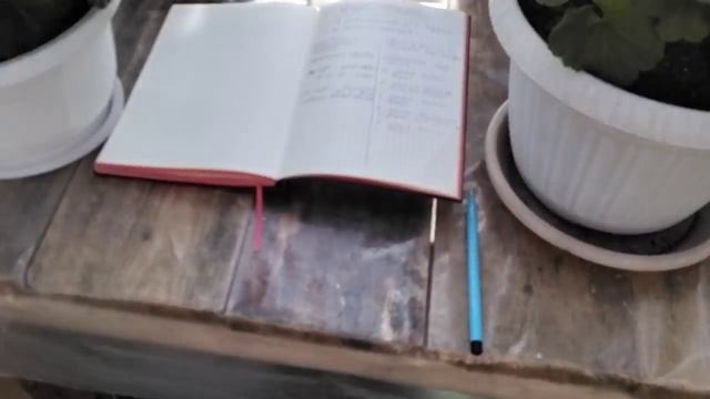 #334.Как запустить у пеларгонии (герани)пышное цветение. Поможет эта подкормка! смотреть онлайн