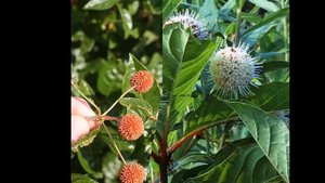 ГОЛОВАЧ (CEPHALANTHUS) сем. Мареновые