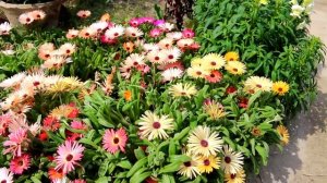 Beautiful Mesembryanthemum flowers | Ice plant