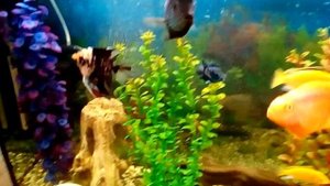 Южно-Американские и Африканские цихлиды