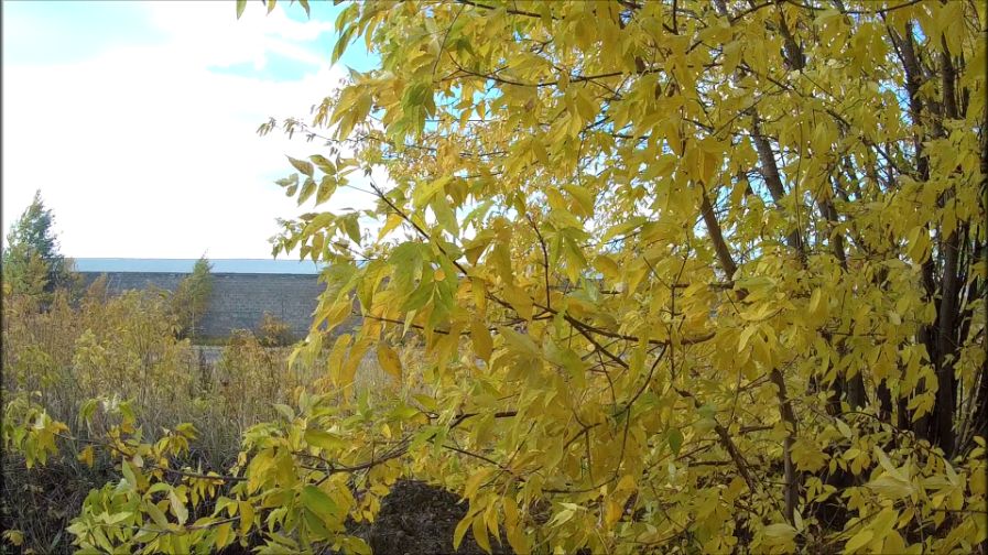 МЕТАЛЛОКОП. ЗАРИСОВКА ОСЕННЕГО КОПА. смотреть онлайн