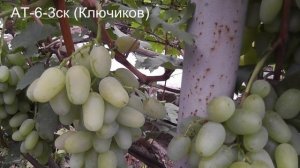 9-12.09.22г.кишмиш Элица,Дубовский мускат,АТ-6-3ск,Пикантный,Гамлет,Гусар,Абу-Хасан,Рождественский.