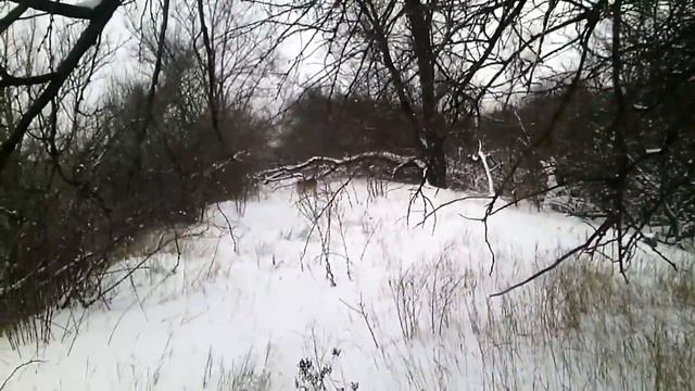 охота на фазана с лайкой и камерой смотреть онлайн