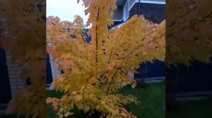 Клен Остролистный. #клен #дерево #хайпсад #посадка #уходзасадом1 #пересадка #уходзарастениями #сад