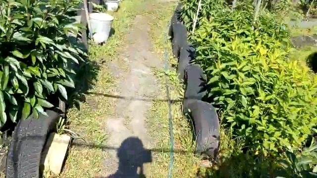 Дача#3 Новые жители. смотреть онлайн