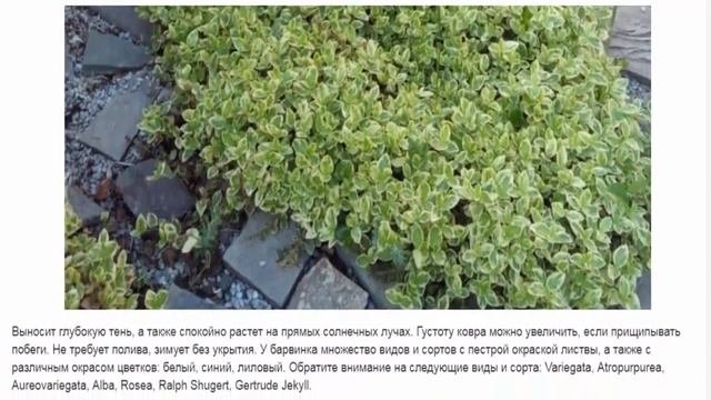 Стелющиеся многолетние растения
