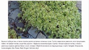Стелющиеся многолетние растения
