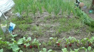 СУПЕР МАРКЕР и КАКОЙ ПОЛУЧИЛСЯ РЕДИС и ЛУК .