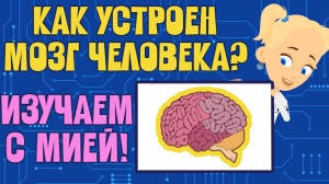 КАК УСТРОЕН ЧЕЛОВЕЧЕСКИЙ МОЗГ? Изучаем с Мией! ЗНАЕМ САМИ!