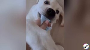 Забавные питомцы #70