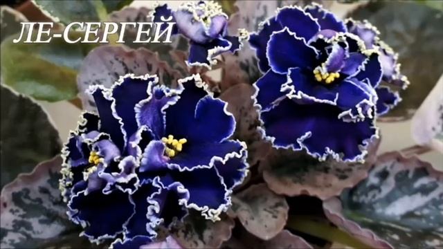 ВЫСТАВКА ФИАЛОК В ДОМЕ ФИАЛКИ " БУЗОК ". ФИАЛКА КОРОЛЕВА КРАСОТЫ смотреть онлайн