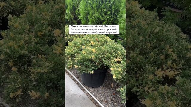 Можжевельник китайский Экспанса Вариегата от питомника декоративных растений «Зеленый берег»