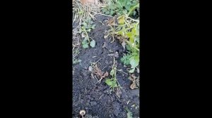 Вырастила картофель из семян