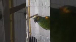 Попугай поёт песню Rihanna – Monster