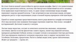 Аморфа кустарниковая в дизайне сада Выращивание и уход