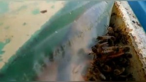 Как собирать Пыльцу#пчеловодство#пасека#пчёлы#изоляцияматок#малыхин#миленин#весна2021#какпчеловодит