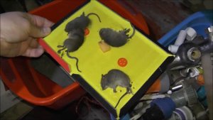 ЛИПКИЙ КОВРИК ДЛЯ МЫШЕЙ 2 ЧАСТЬ. мышеловка