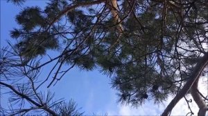 Смысл жизни и цель жизни