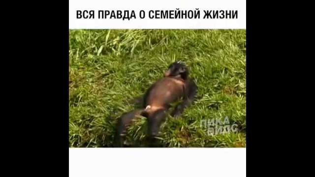 Смешные животные 1 ДО СЛЁЗ!!!!