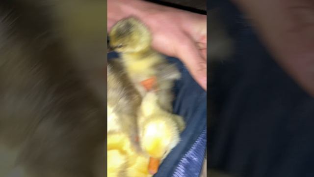 Откуда они взялись ? 🐥🐥🐣😍