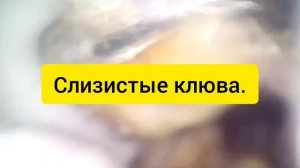 Осмотр больного голубя с наростами. Ветклиника Бемби.