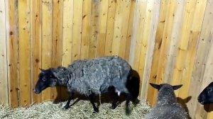 Затяжное ягнение овцы// Дойка Романовской овцы