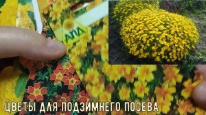 НАЧИНАЮ ПОСЕВ ПОД ЗИМУ! ЦВЕТЫ ДЛЯ ПОДЗИМНЕГО ПОСЕВА.