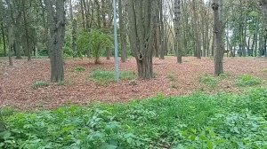 В осеннем парке