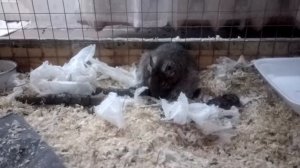 Чилийская белка дегу рожает - Chilean squirrel degu gives birth