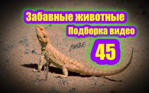 Забавные животные / Подборка видео №45