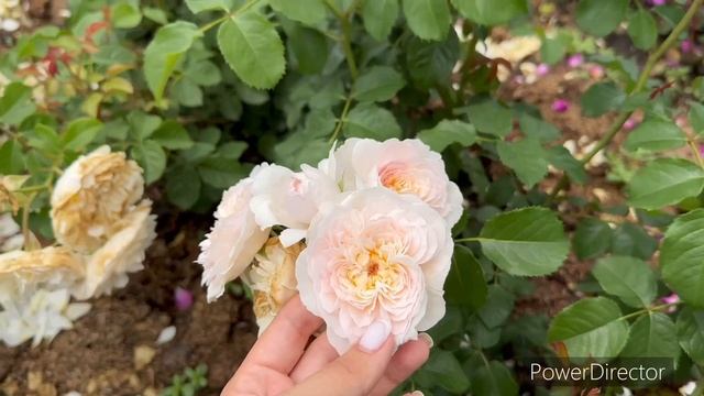 Обзор английской розы Эмили Бронте (Emily Bronte) David Austin Roses, 2018г. смотреть онлайн