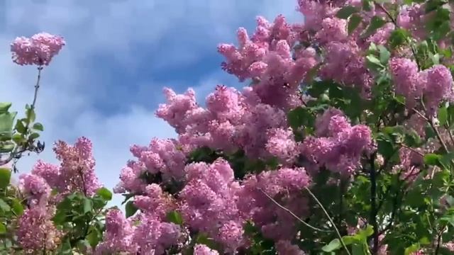 Ландыши, ландыши. #vlog #югроссии