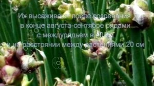 Посадите многоярусный лук