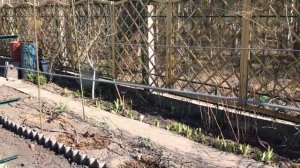 Виноград. Двухплоскостная шпалера своими руками.