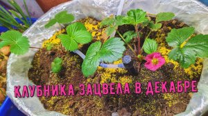 Ты любишь Земляничку? А я люблю клубничку:)