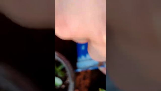 Hanging pot from a curd container DIY смотреть онлайн