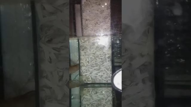 Креветка в 9 промилях солёности. смотреть онлайн