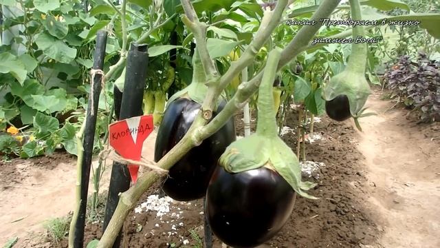Эти баклажаны посею рано,назову точную дату посева  и дам характеристику им