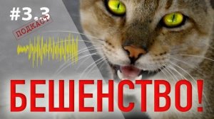 Симптомы бешенства у собак. Инкубационный период бешенства. Вакцина и помощь при бешенстве.