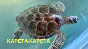 #18 ГОСПИТАЛЬ ДЛЯ ЧЕРЕПАХ И ГРЯЗЬ. ПУТЕШЕСТВИЕ ПО ТУРЦИИ, ДАЛЬЯН 2022