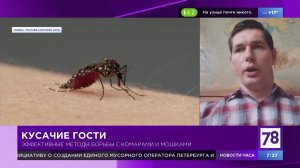 Методы борьбы с комарами и мошками в "Полезном утре"