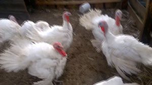 Индюки биг-6 начали драться// Две трети индюков оказались самцами//Повезло? // Сезон 2016