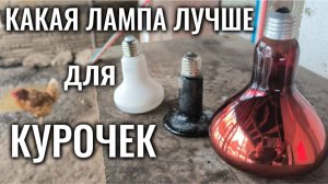 Инфракрасные лампы для курятника - керамическая с нихромовой нитью или стеклянная с вольфрамовой?