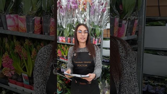 Праздничная поставка к 8 марта. Садовый центр Росток смотреть онлайн