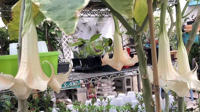 Angel Trumpet Brugmansia Blooming in My Tiny Tropical Garden смотреть онлайн