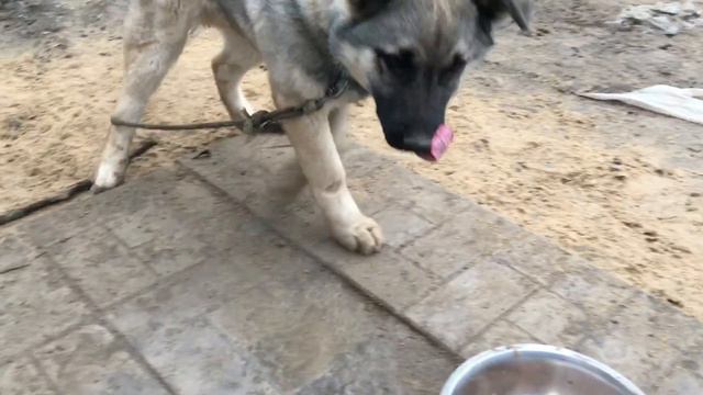 В Деревню на Юг/Деревенский Влог/ Перезимовали смотреть онлайн